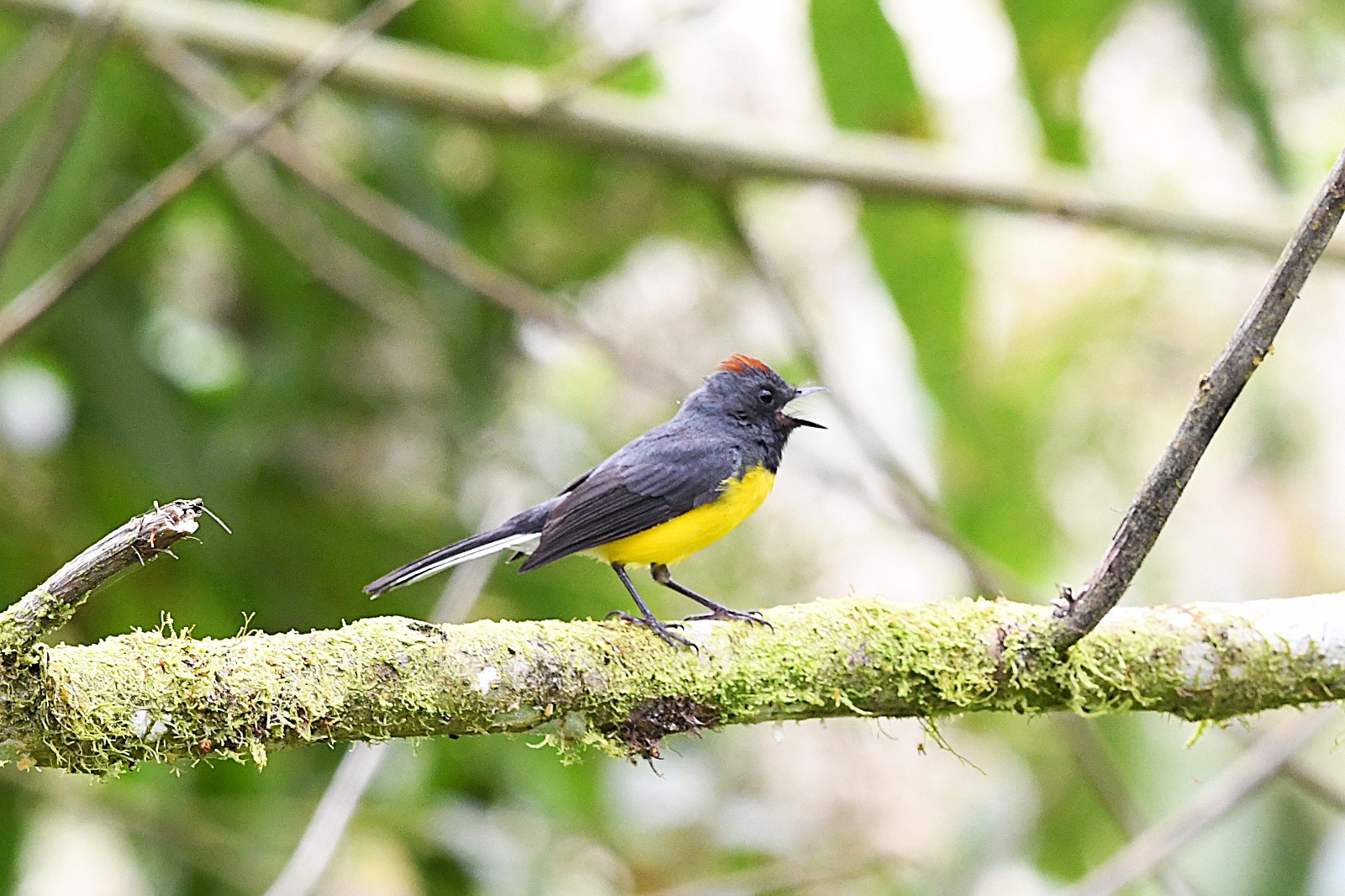 Candelita Goliplomiza